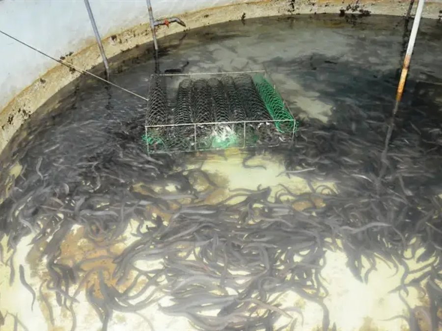 Cách nuôi cá chình trong bể xi măng hiệu quả nhất hiện nay