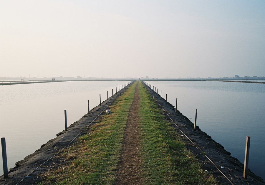 Làm vuông tôm là làm gì và thu nhập có cao không?