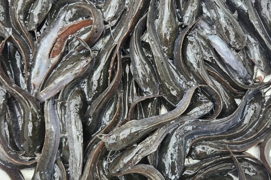 Kỹ thuật nuôi cá trê phi trong bể xi măng giúp cá lớn nhanh