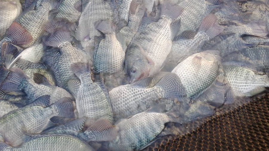 Thời gian nuôi cá rô phi đơn tính mấy tháng thu hoạch?