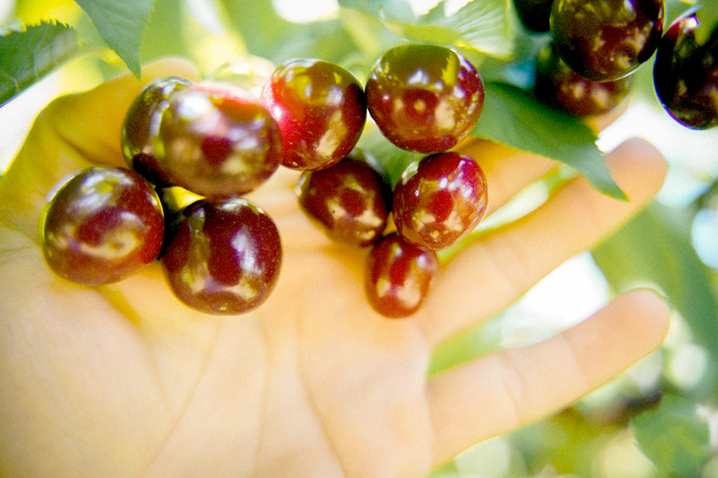 Trái cherry bao nhiêu 1kg theo mùa và xuất xứ?