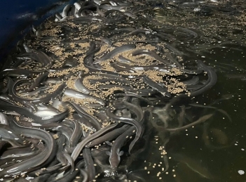 Cách nuôi cá chình trong bể xi măng hiệu quả nhất hiện nay - Hội Khoa học