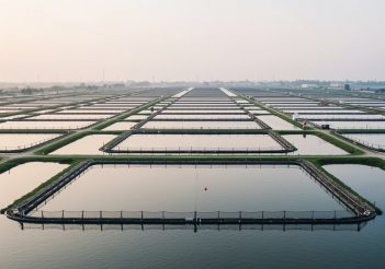 Làm vuông tôm là làm gì và thu nhập có cao không? - Hội Khoa học