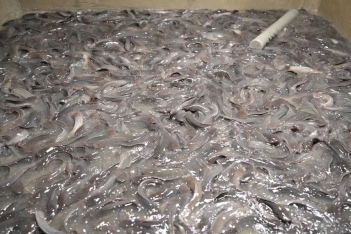 Kỹ thuật nuôi cá trê phi trong bể xi măng giúp cá lớn nhanh - Hội Khoa học