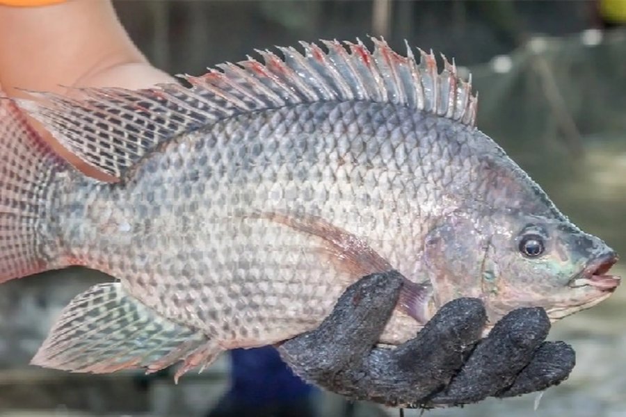 Thời gian nuôi cá rô phi đơn tính mấy tháng thu hoạch? - Hội Khoa học